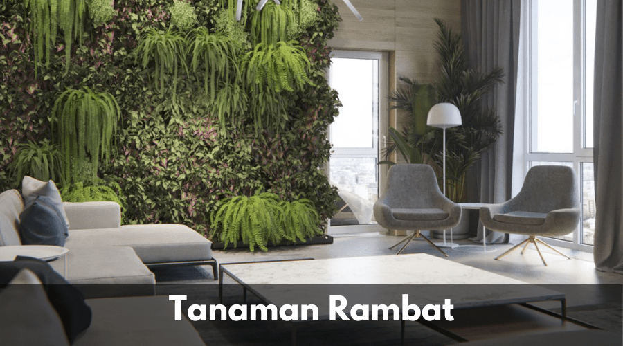 Tanaman Rambat sinanarsitek.com